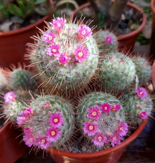 Mexican Flowers in pot