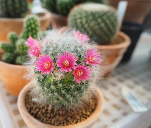 purple flowers succulent 8