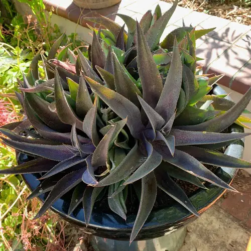 Plant Varieties with Red Leaves 2