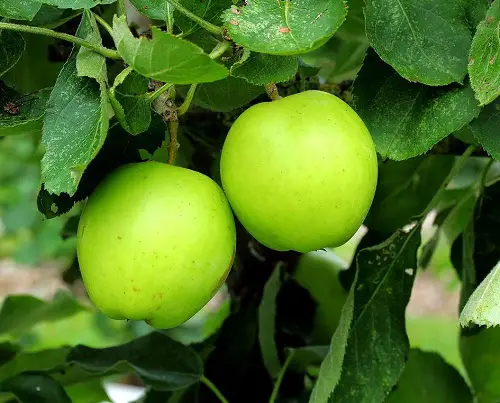 Variety of Green Apples for Garden