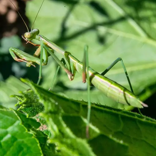 Praying Mantis Facts