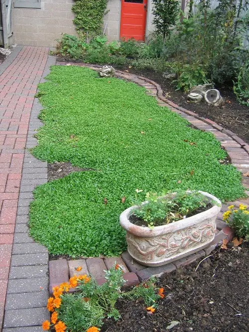 amazing No Mow Lawn Alternative Ideas