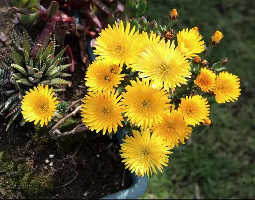 Flowers of Yellow Succulents