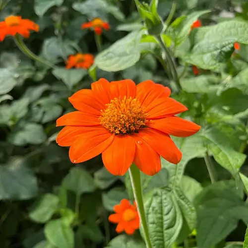 Best Orange Sunflower Colors -
