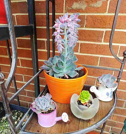 Succulents Featuring Pink Blooms