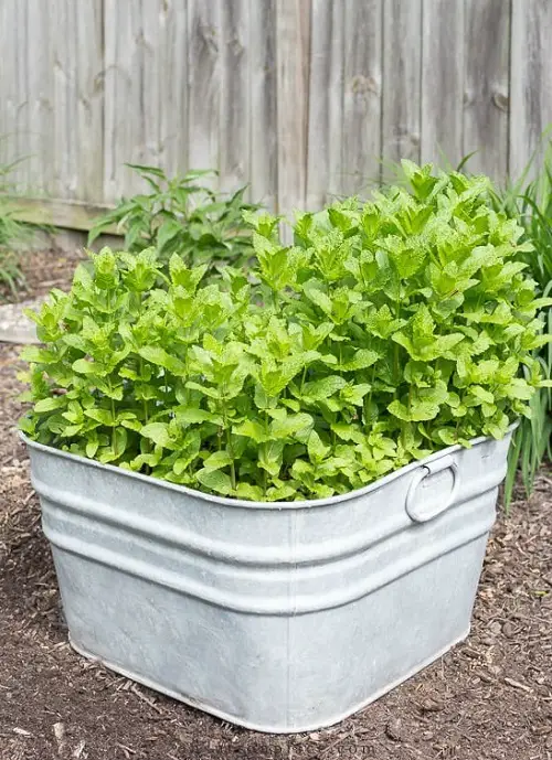 Herbs that Provide Unlimited Harvest 2
