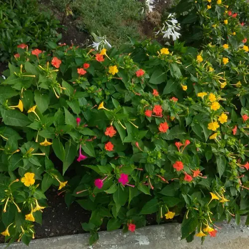 Flowers with a F