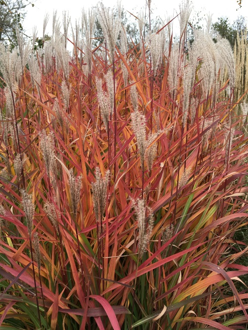 Ornamental Grasses For Shade