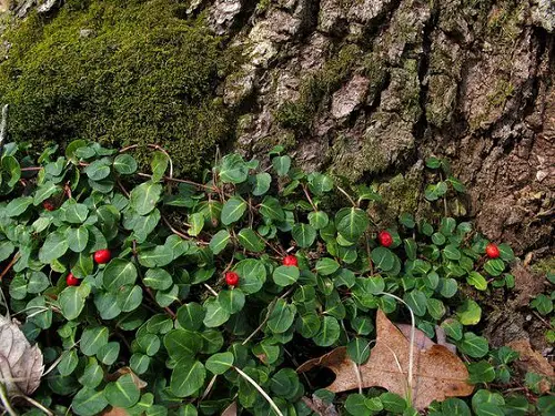 Plants That Grow Beneath Large Trees1
