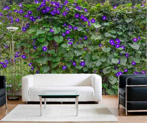 Morning Glory on the Fence