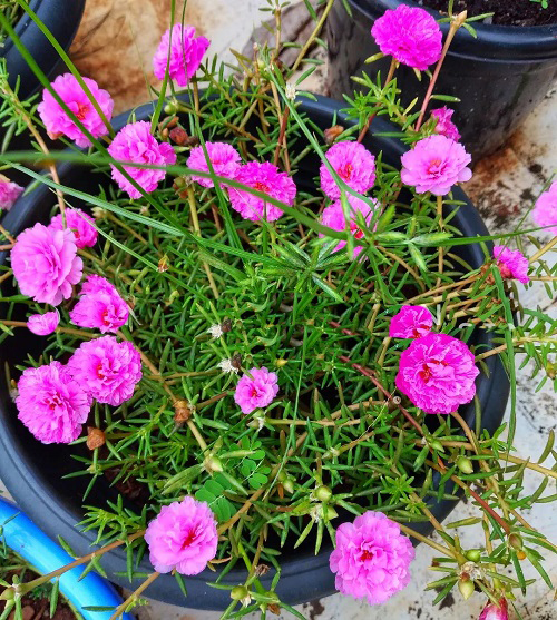 Drought Tolerant Plants 8