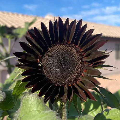 lovely Black and White Sunflower Varieties 2