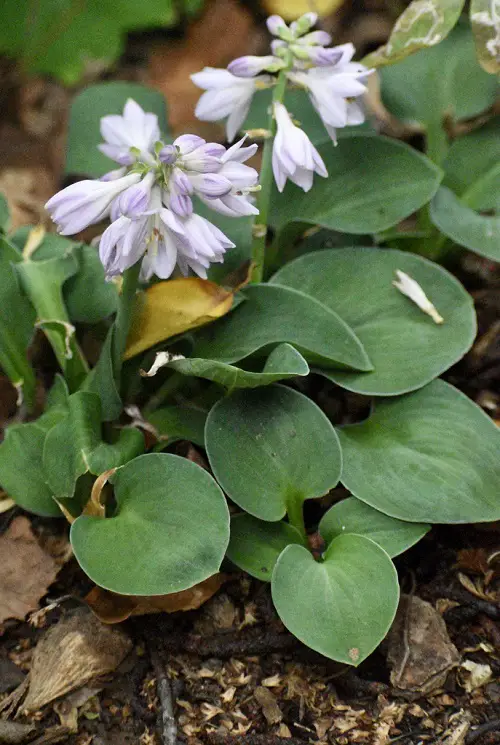 Best Gray Flower Names 6