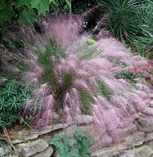 The Greatest Ornamental Grasses for Shade Growth 
