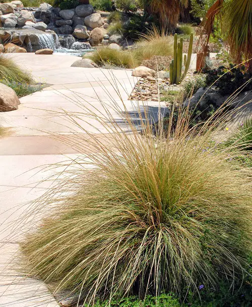 Common California Native Plants
