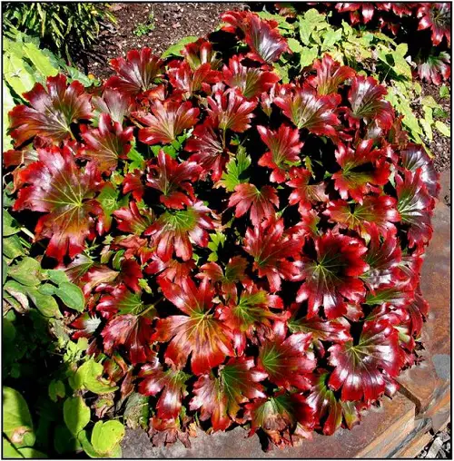 Plant Varieties with Red Leaves 3