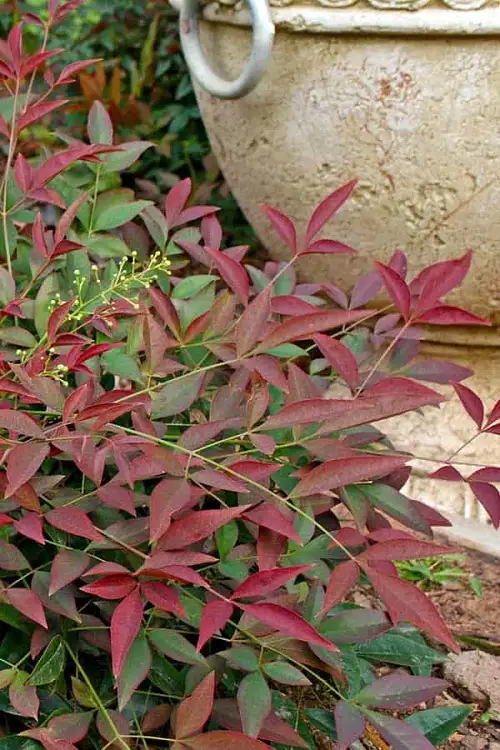 Types of Nandina Varieties 