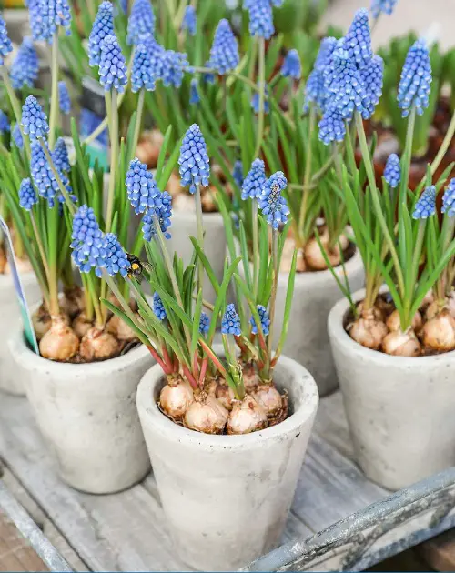 Blue Flower Names & Images in garden