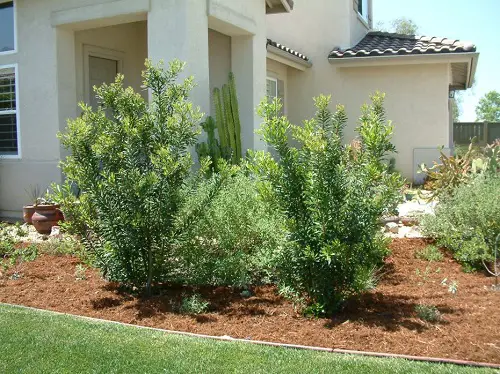 Common Native Plants in California 
