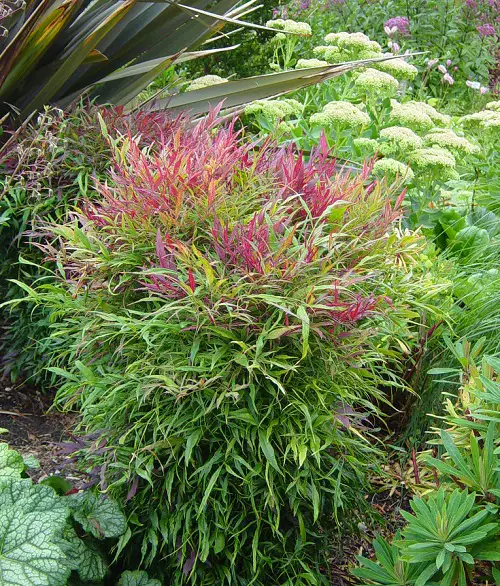 Stunning Nandina Varieties Types