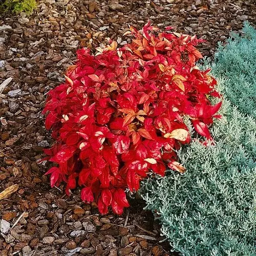 lovely Stunning Nandina Varieties Types