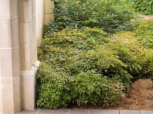 Types of Nandina Varieties in garden