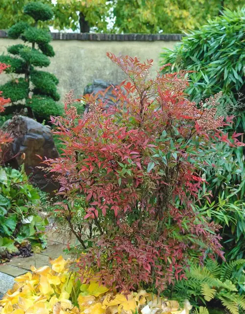 top Gorgeous Nandina Varieties Types