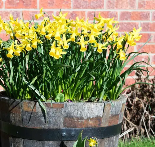 top Flowering Plants for Barrels