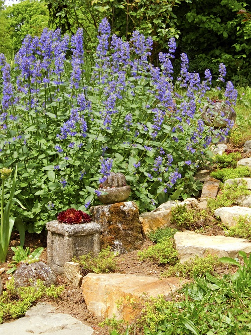 Plants That Can Survive a Drought 2