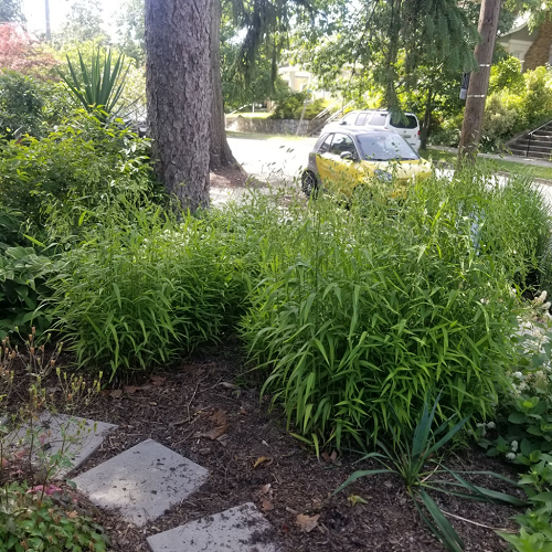 Greatest Ornamental Grasses for Shade Growth 
