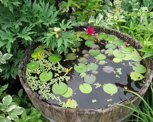 great Succulent Plants for Barrels