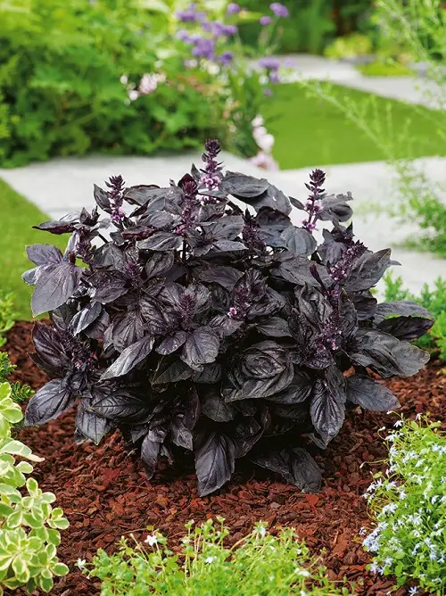 Plant Varieties with Red Leaves