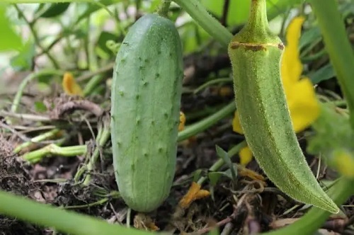 Companion Plants for Okra 2