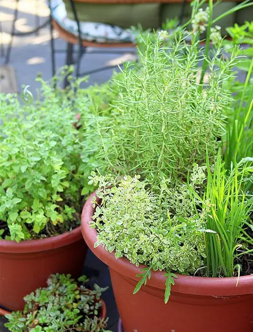 best Rosemary Associated Plants