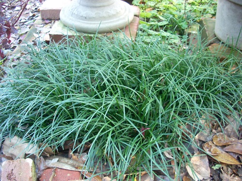 Greatest Decorative Grasses for Shade 2