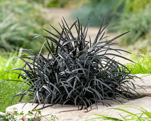 What is Black Mondo Grass