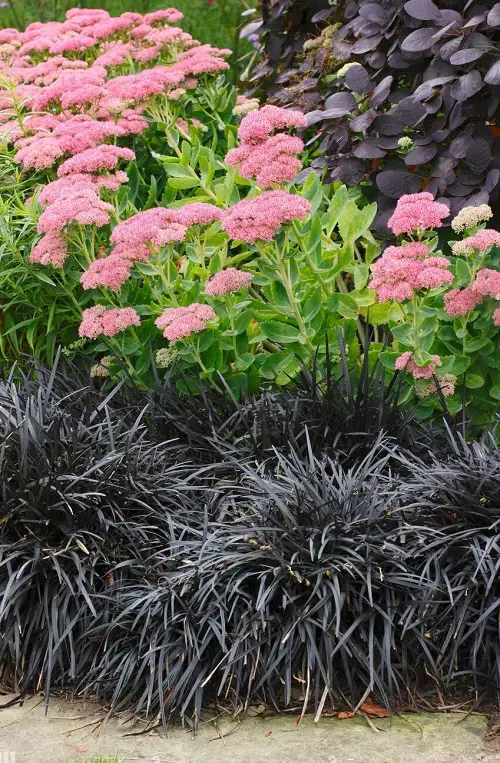 Black Mondo Grass Companion Planting