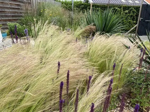 Companion Plants For Red Hot Poker Plant in garden