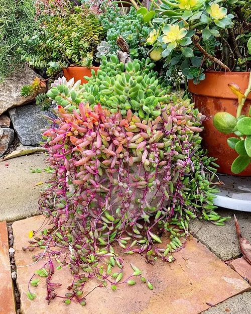 plants featuring green and purple leaves