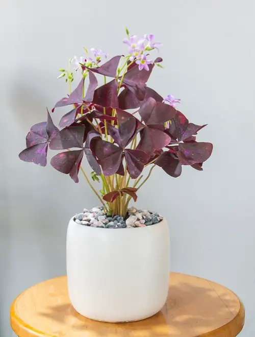 plants featuring green and purple leaves