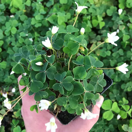Common California Native Plants 