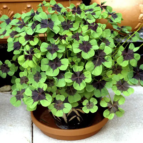  Purple and Green Plants You Should Try Growing 