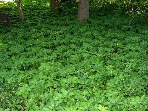 Plants to Grow Under Big Trees4