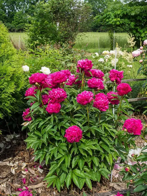 best Summer-Blooming Perennial Flowers