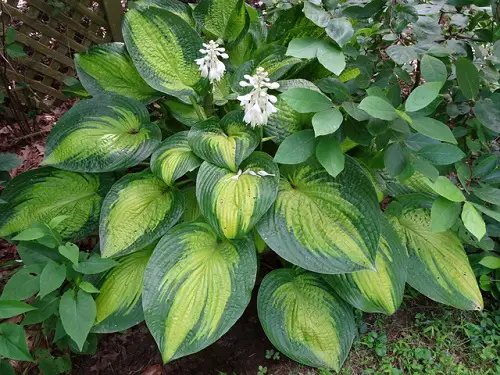 Hostas with Purple Flowers and Leaves 4