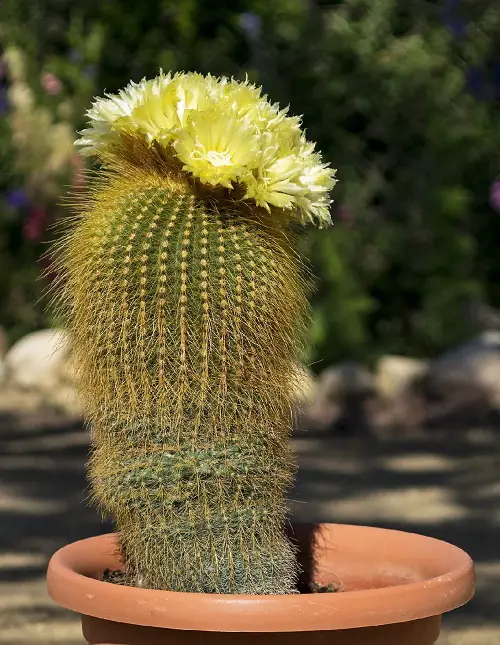 Yellow-Flowered Succulents