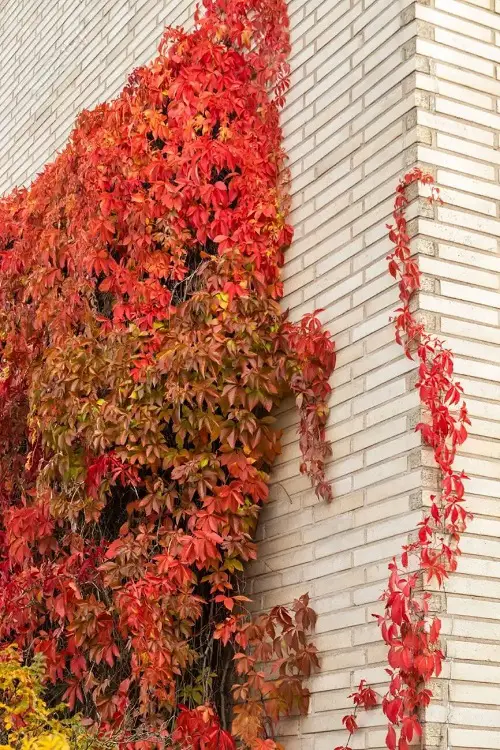 beautiful  Fast Growing Vines for Covering a Fence or Wall