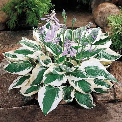 Hostas with Purple Flowers and Leaves
