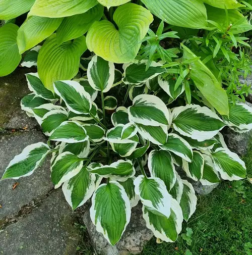 lovely Colorful Hostas You Must Plant in Your Garden 17