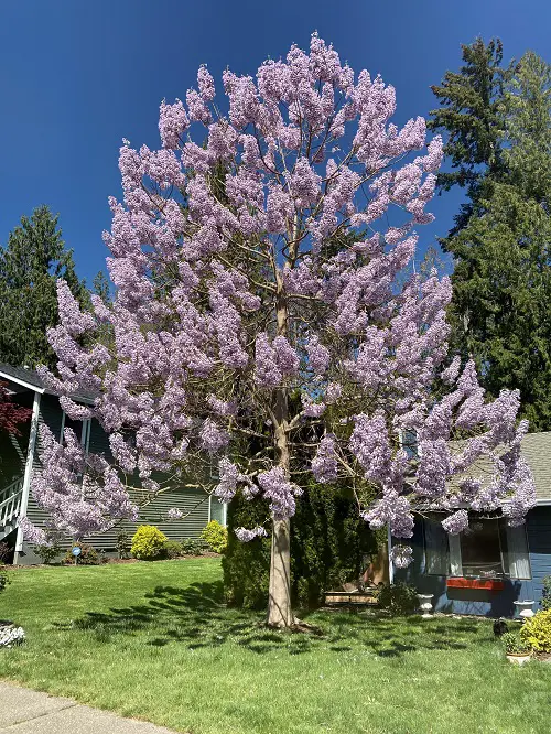 top best Gorgeous Trees with Purple Leaves